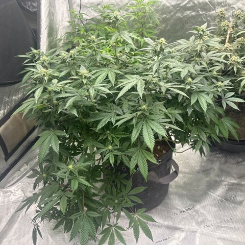HR growlog timeline photo