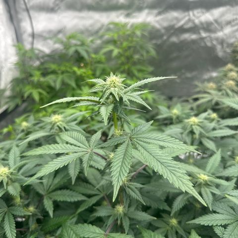HR growlog timeline photo