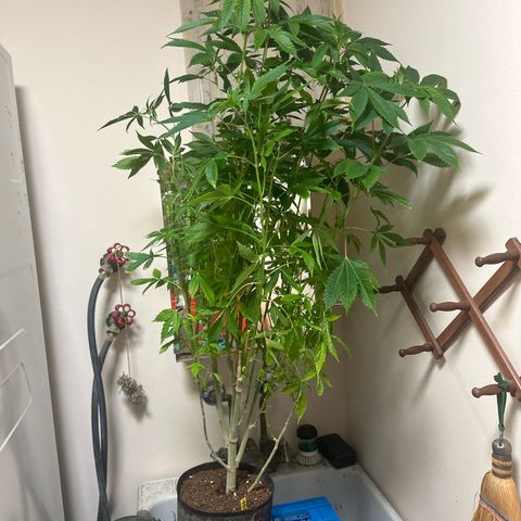 TJ #5 growlog timeline photo