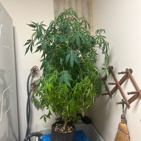 RMB2 growlog timeline photo