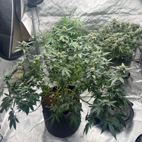 HR growlog timeline photo