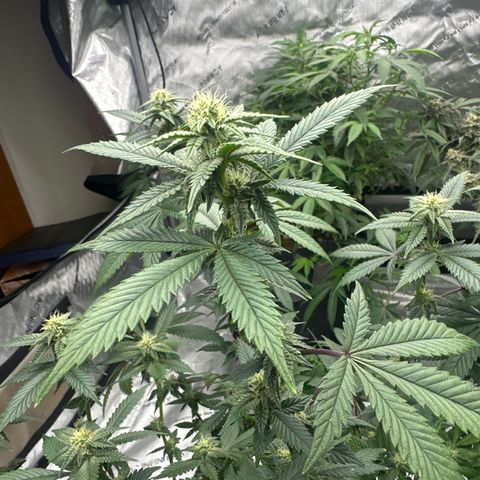 HR growlog timeline photo