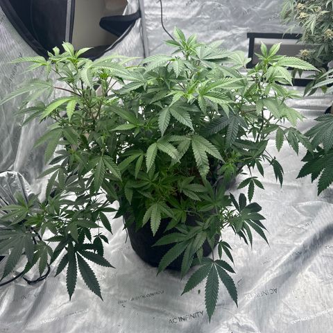 JD growlog timeline photo