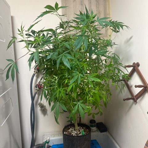 RMB2 growlog timeline photo