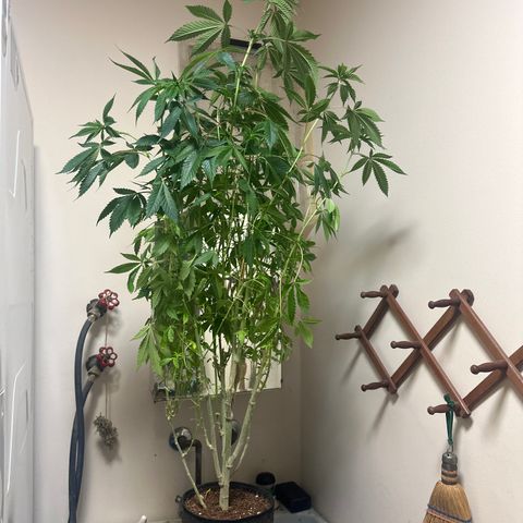 TJ #5 growlog timeline photo