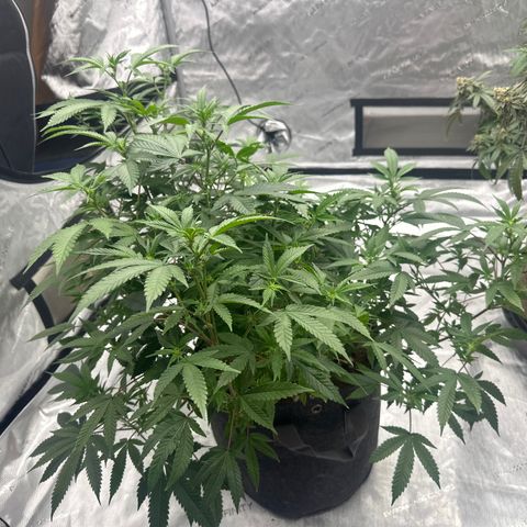 JD growlog timeline photo