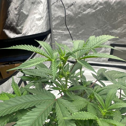 JD growlog timeline photo