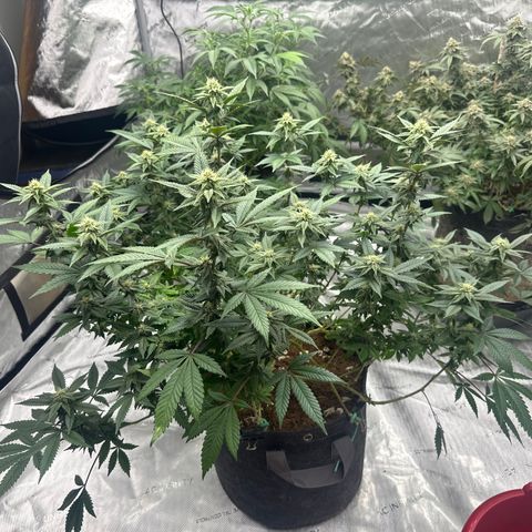 HR growlog timeline photo