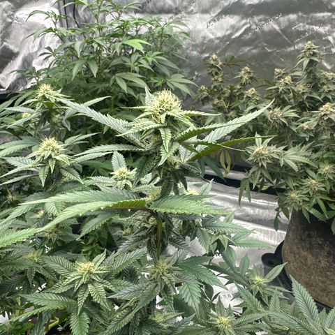 HR growlog timeline photo