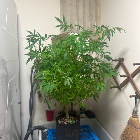RMB2 growlog timeline photo