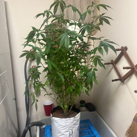 HR2 growlog timeline photo