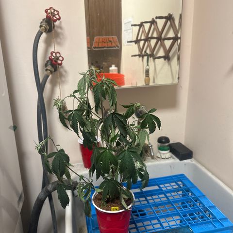 JD2 growlog timeline photo