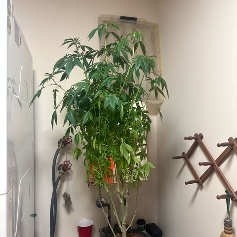 TJ #5 growlog timeline photo