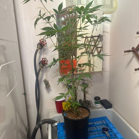 PY growlog timeline photo