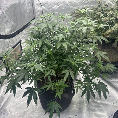 JD growlog timeline photo