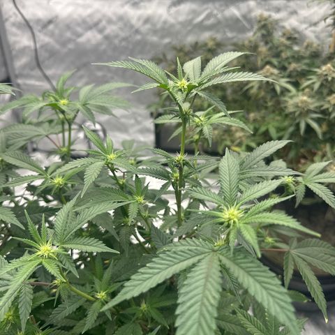 JD growlog timeline photo
