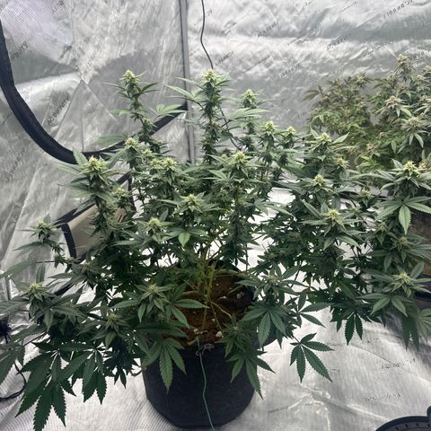 HR growlog timeline photo