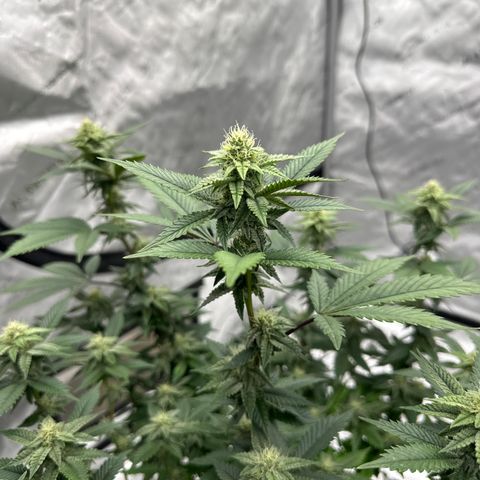 HR growlog timeline photo