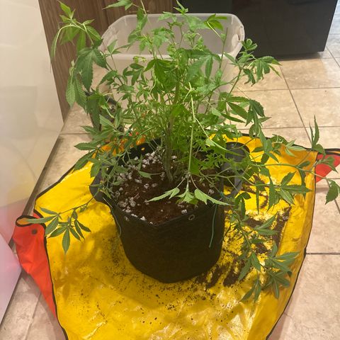 LW2 growlog in Cannatrol