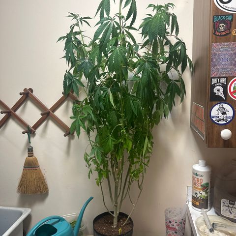 TJ #5 growlog timeline photo