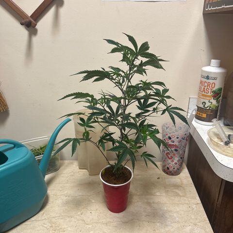 JD2 growlog timeline photo