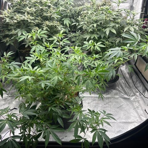 BB growlog timeline photo
