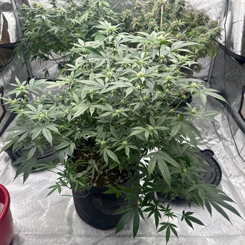 JD growlog timeline photo