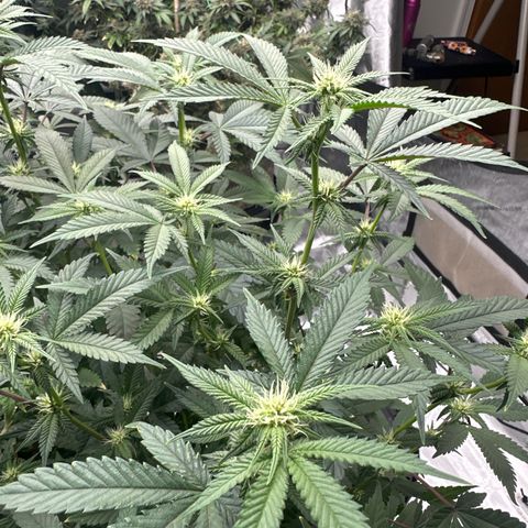 JD growlog timeline photo