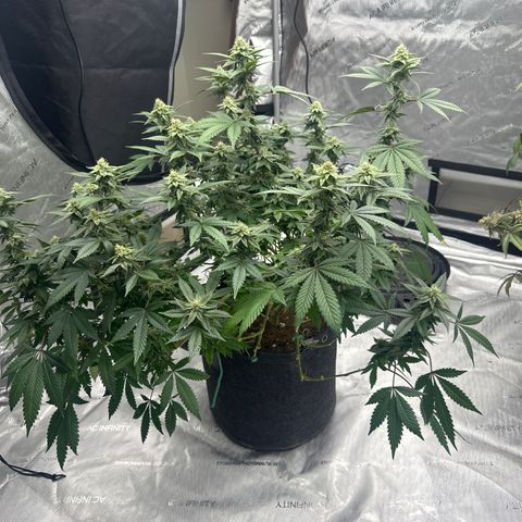 HR growlog timeline photo