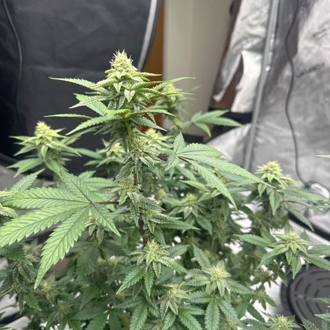 HR growlog timeline photo