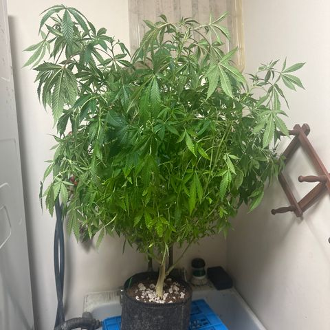 RMB2 growlog timeline photo