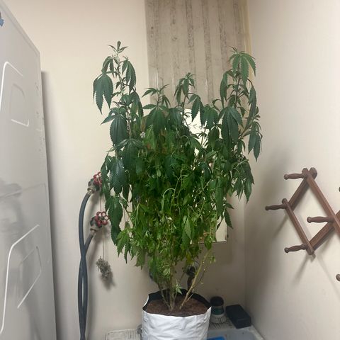 HR2 growlog timeline photo