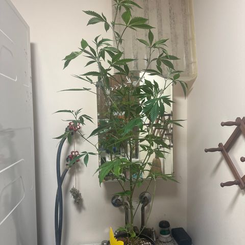 PY growlog timeline photo