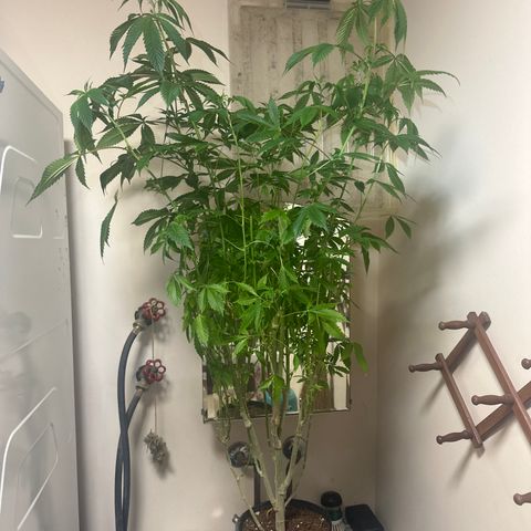 TJ #5 growlog timeline photo