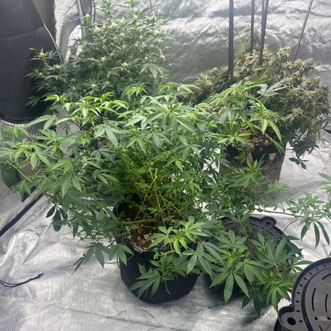 BB growlog timeline photo