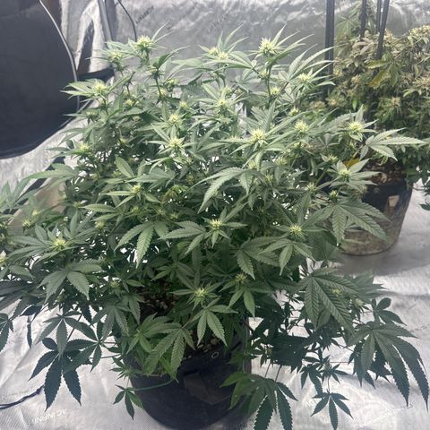 JD growlog timeline photo