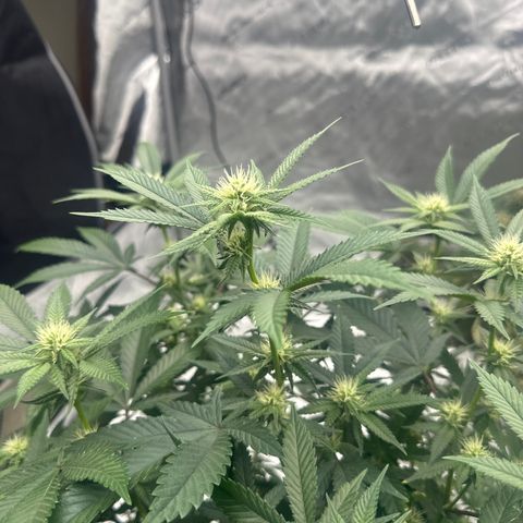 JD growlog timeline photo