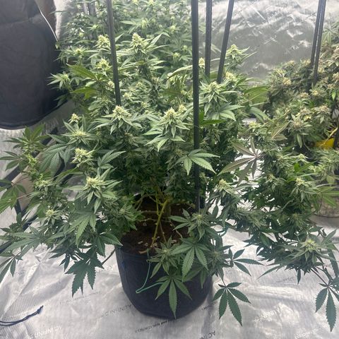 HR growlog timeline photo