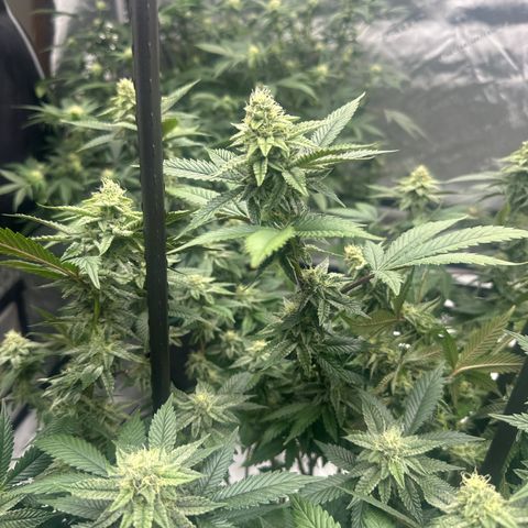 HR growlog timeline photo