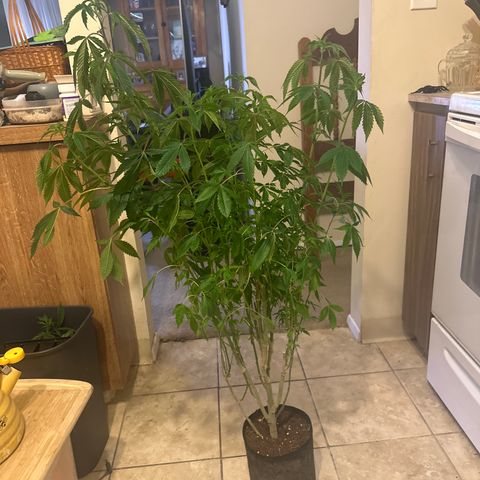 TJ #5 growlog timeline photo