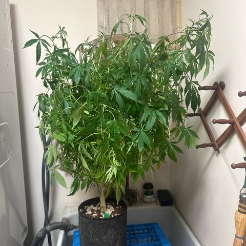 RMB2 growlog timeline photo