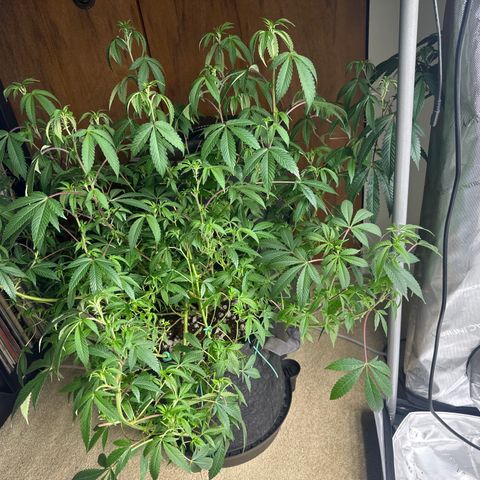 BB growlog timeline photo