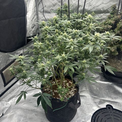 JD growlog timeline photo