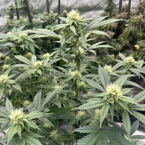 JD growlog timeline photo