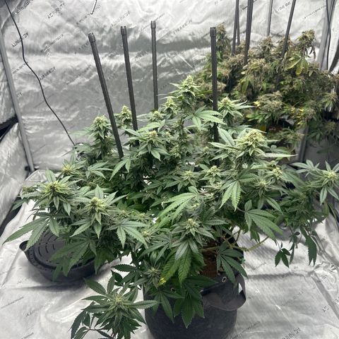 HR growlog timeline photo