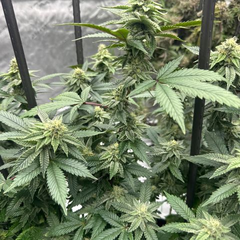 HR growlog timeline photo