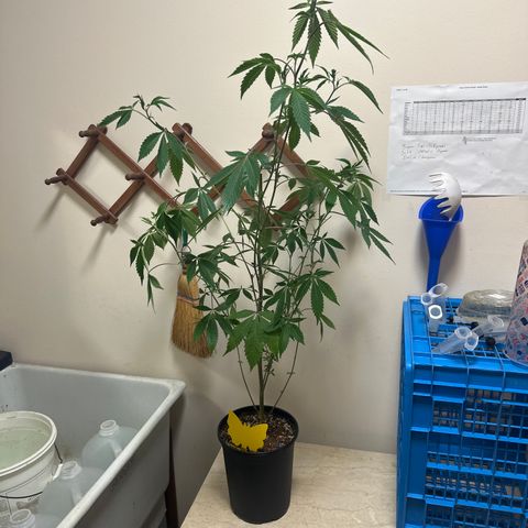PY growlog timeline photo