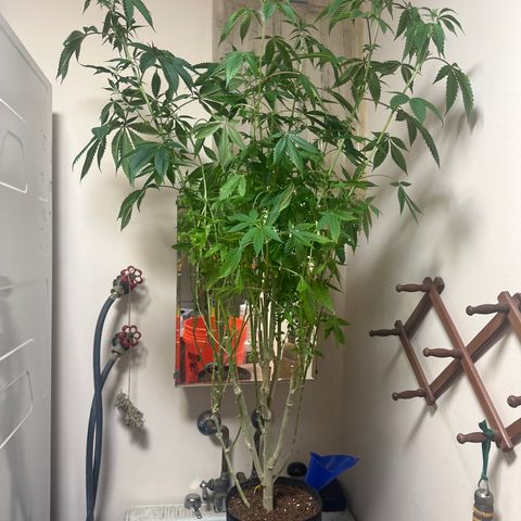 TJ #5 growlog timeline photo