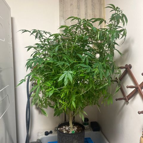 RMB2 growlog timeline photo