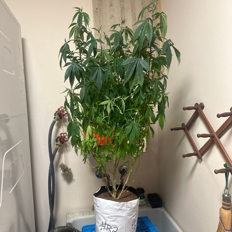 HR2 growlog timeline photo